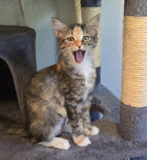 Higglebee, a cat for adoption from 4 Paws 4 Life Rescue