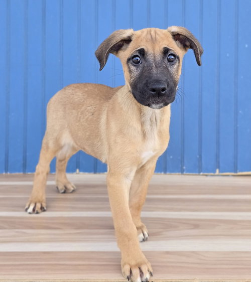Bulbasaur, a dog for adoption from 4 Paws 4 Life Rescue
