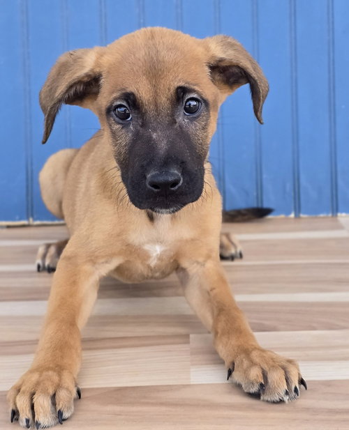 Snorlax, a dog for adoption from 4 Paws 4 Life Rescue