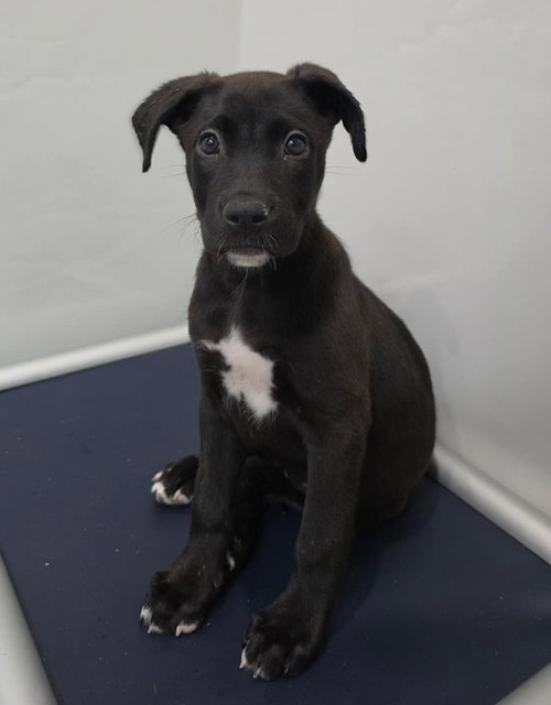 Pickachu, a dog for adoption from 4 Paws 4 Life Rescue