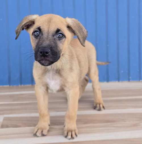 Charizard, a dog for adoption from 4 Paws 4 Life Rescue
