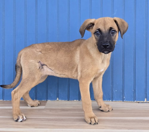 Mew, a dog for adoption from 4 Paws 4 Life Rescue