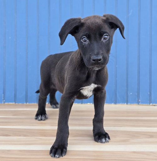 Gengar, a dog for adoption from 4 Paws 4 Life Rescue