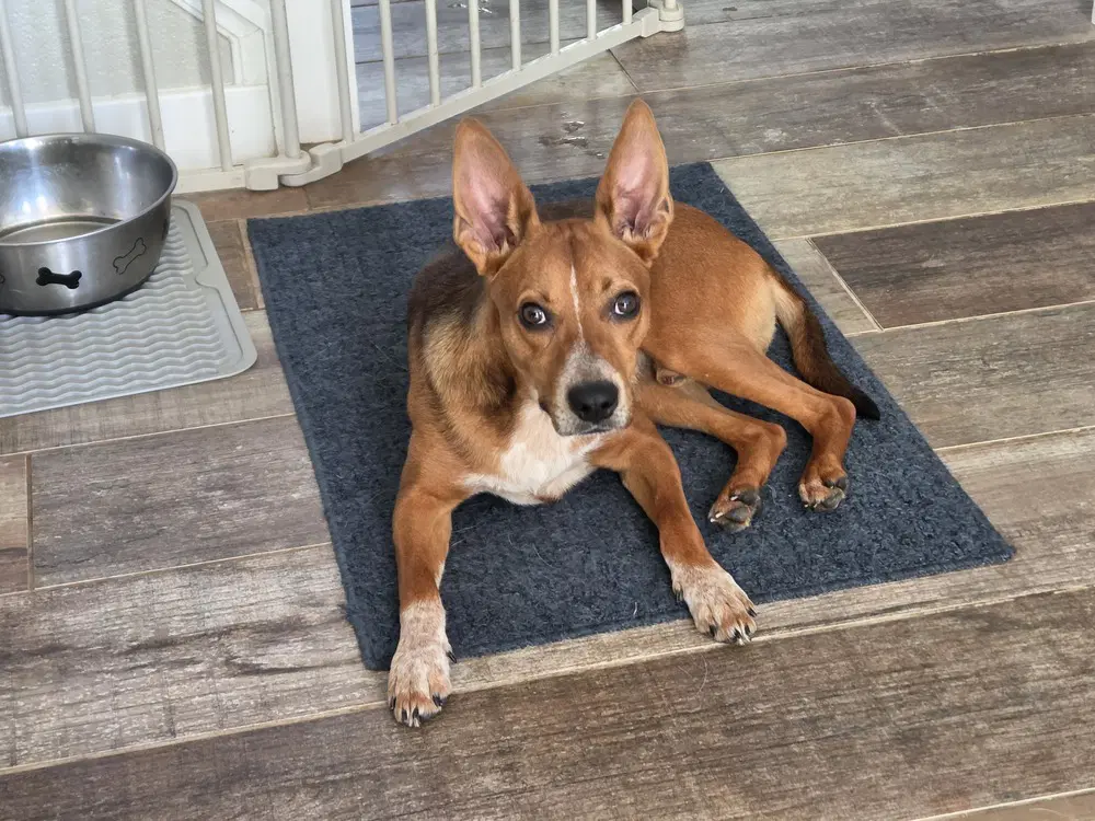 Champ - Australian Cattle Dog/Blue Heeler