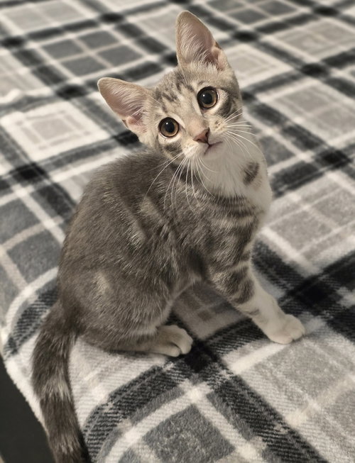 Liam, a cat for adoption from 4 Paws 4 Life Rescue