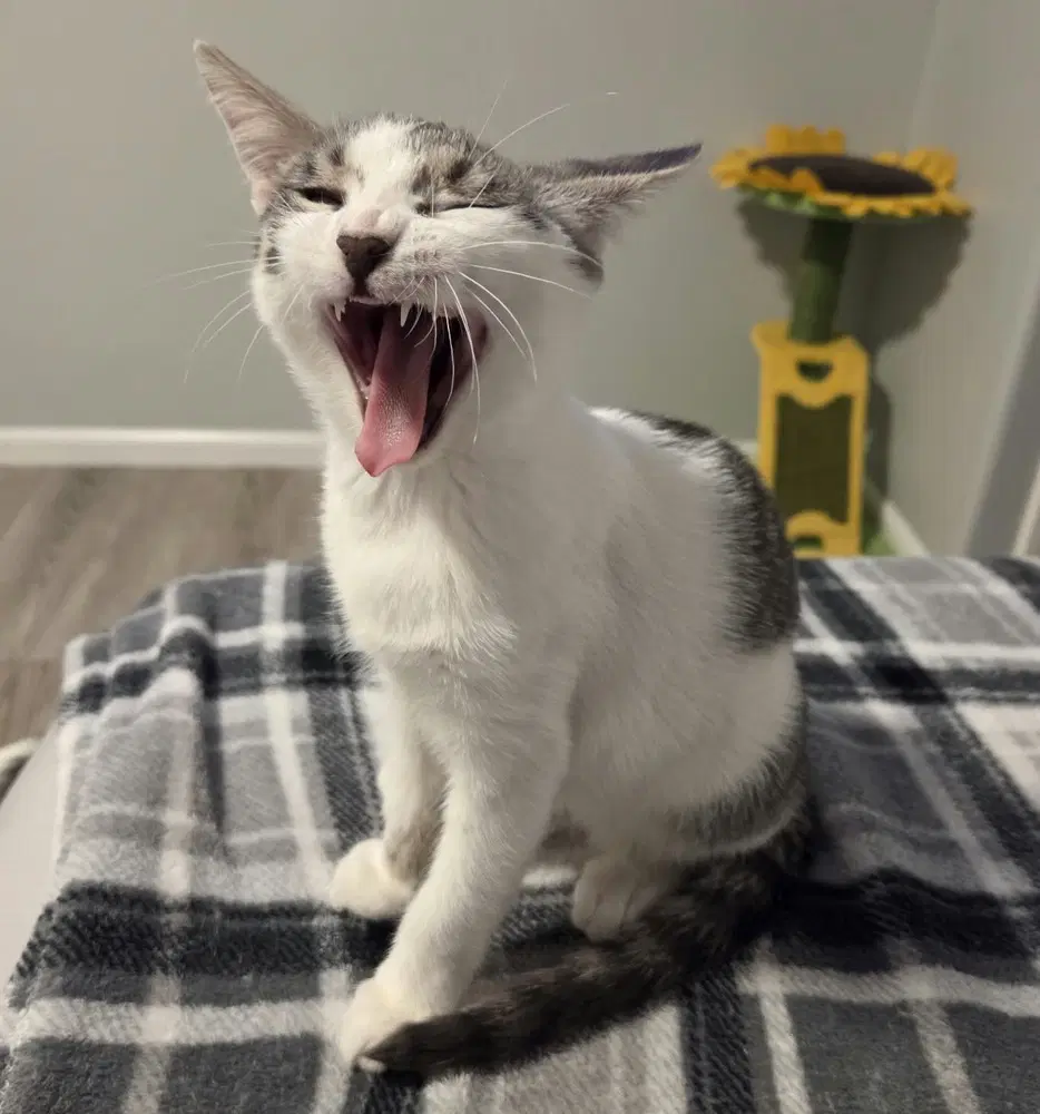 Lyle - Domestic Short Hair