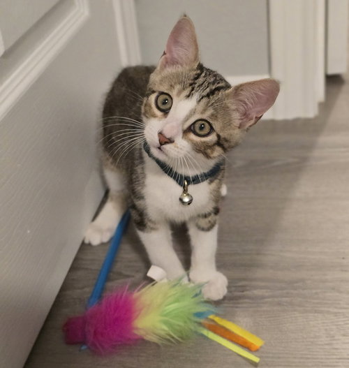 Lita, a cat for adoption from 4 Paws 4 Life Rescue
