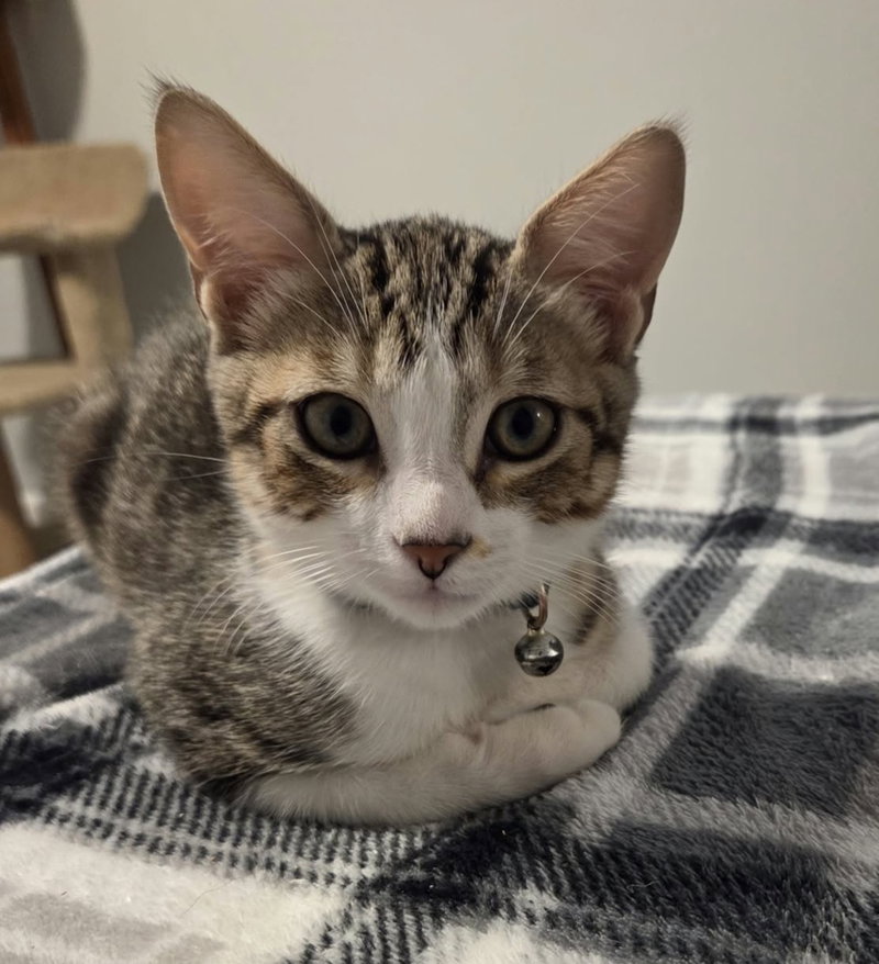 Lita, a male kitten up for adoption
