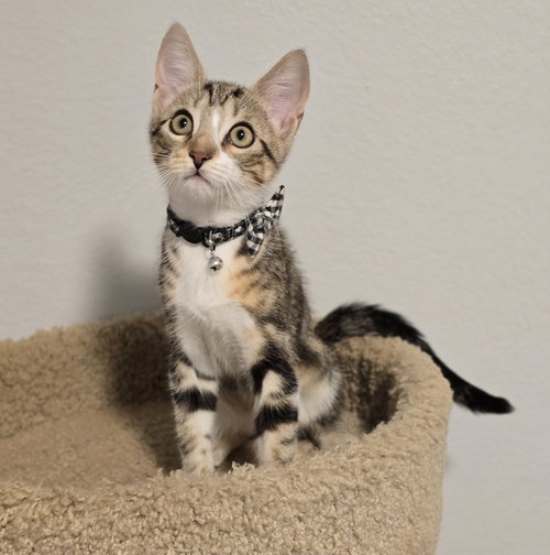 Lisa, a cat for adoption from 4 Paws 4 Life Rescue