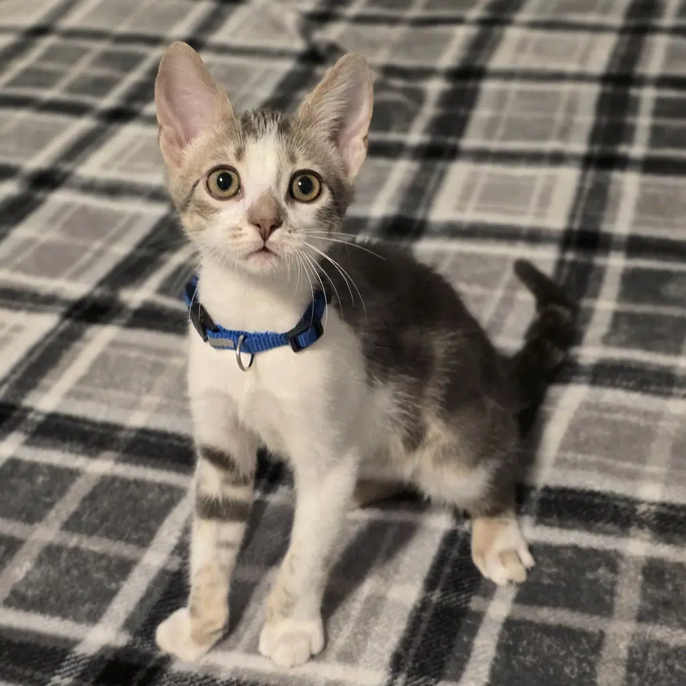 Leia - Domestic Short Hair