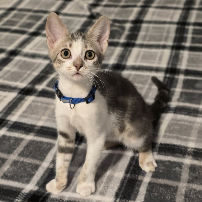 Leia, a male kitten up for adoption