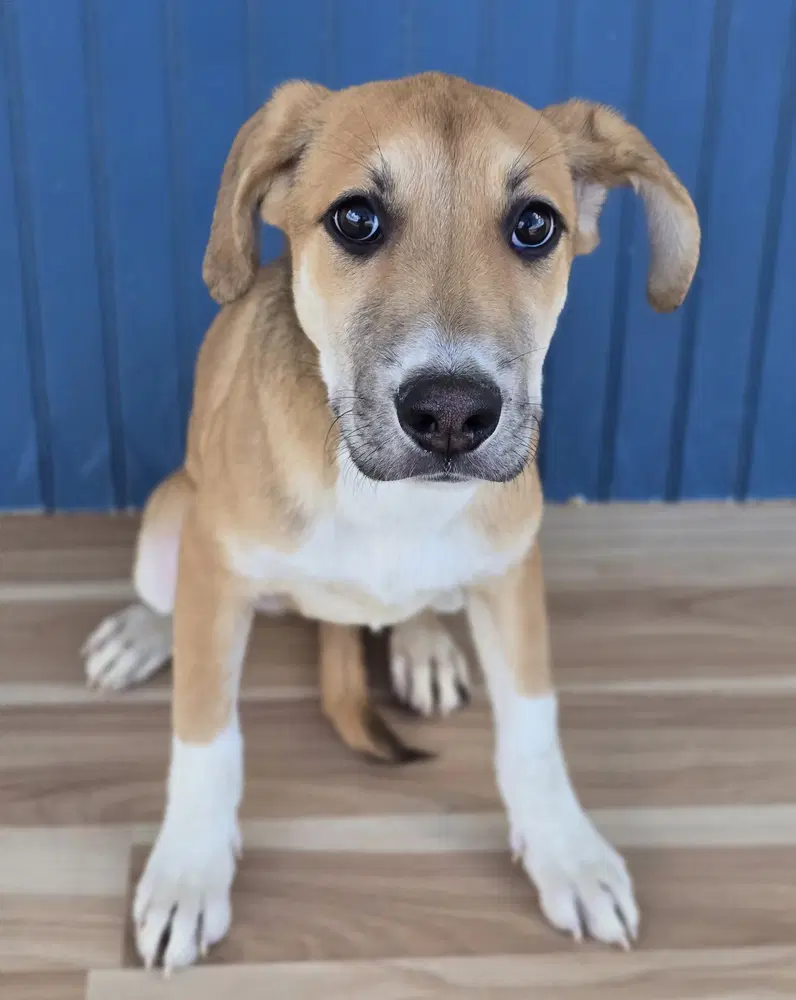 Mystique - Cattle Dog