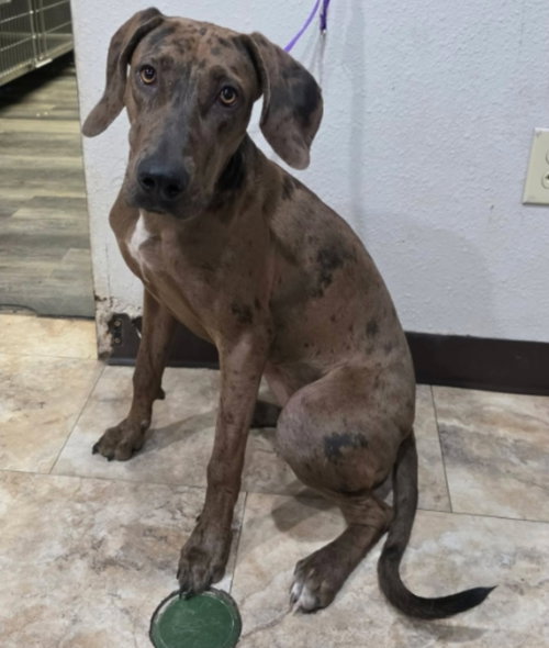 Tellerina, a dog for adoption from 4 Paws 4 Life Rescue