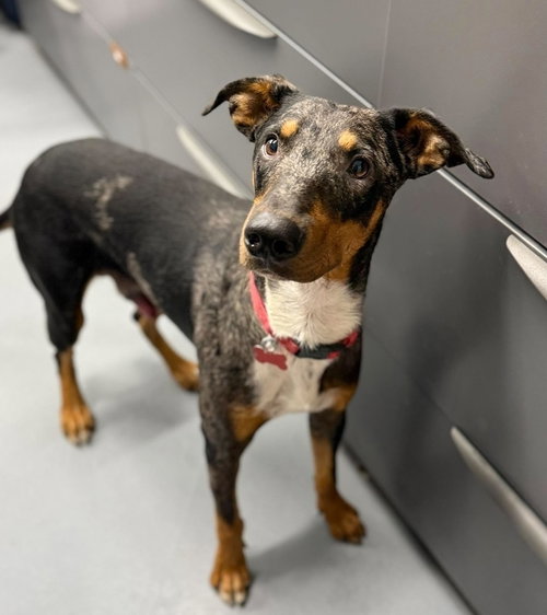 Star, a dog for adoption from 4 Paws 4 Life Rescue