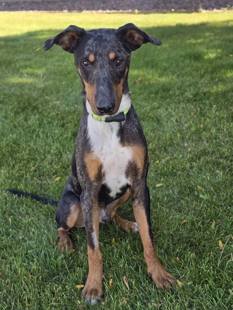 Star - Bluetick Coonhound