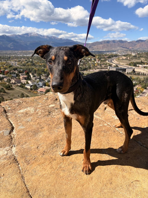 Star, Bluetick Coonhound / Doberman Pinscher / Mixed
