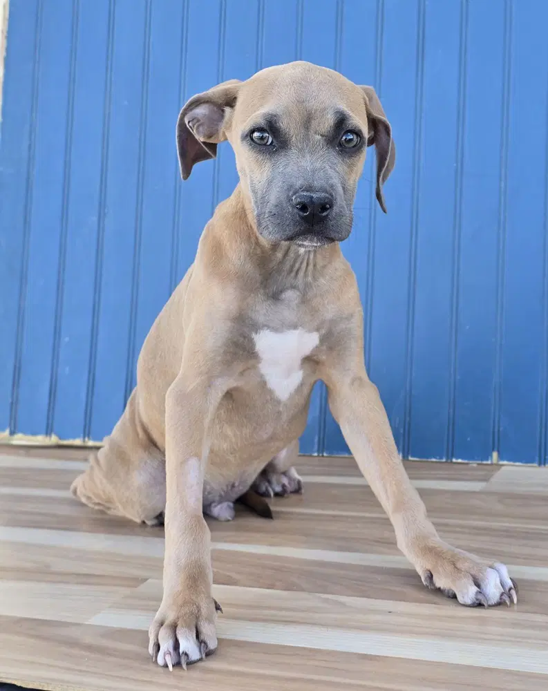 Newt - American Staffordshire Terrier