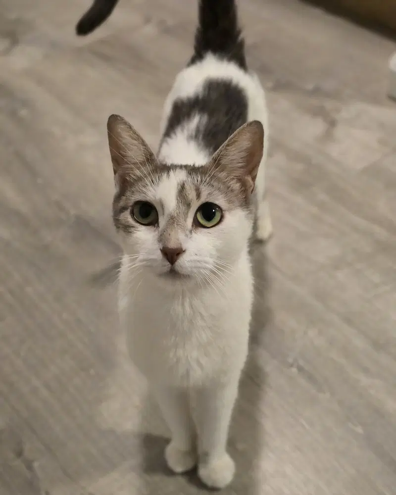 Lizzy - Domestic Short Hair