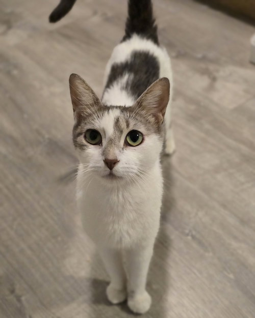 Lizzy, a cat for adoption from 4 Paws 4 Life Rescue