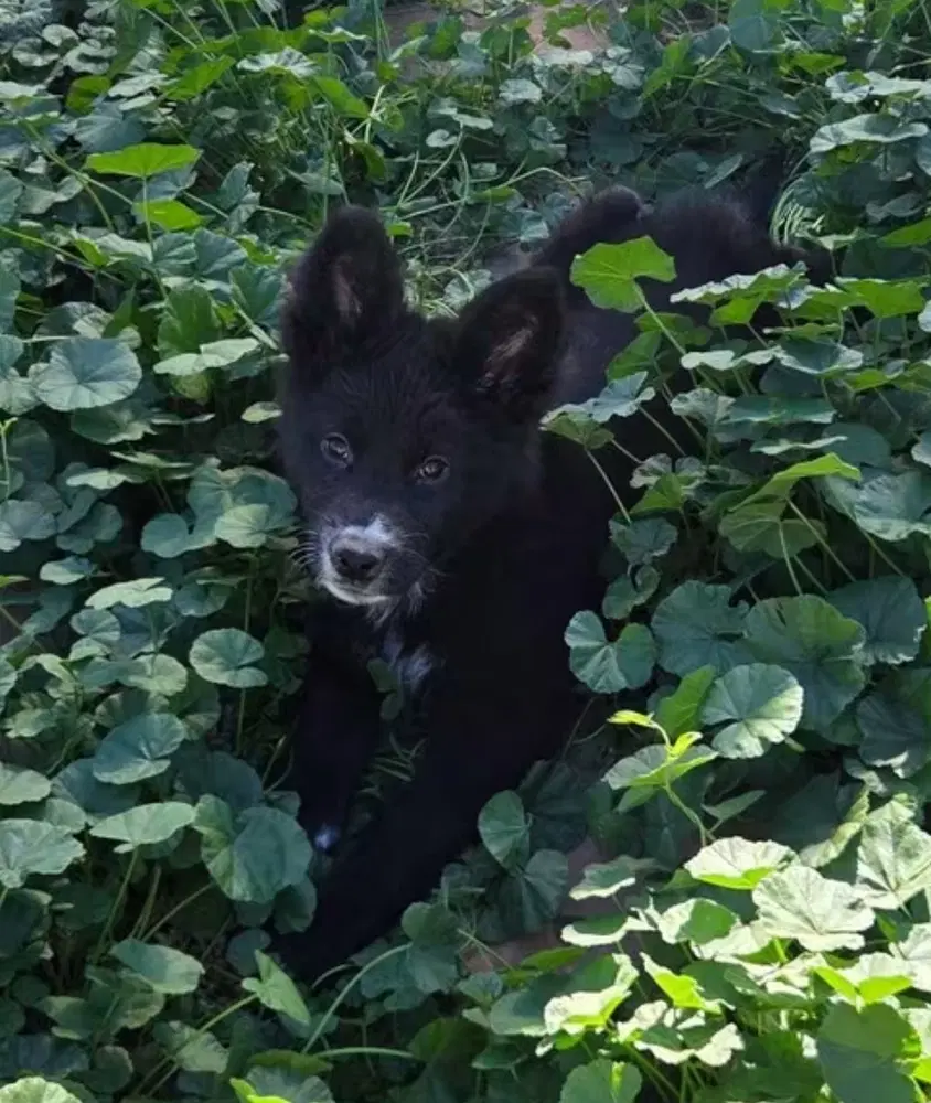 Sugar - Husky