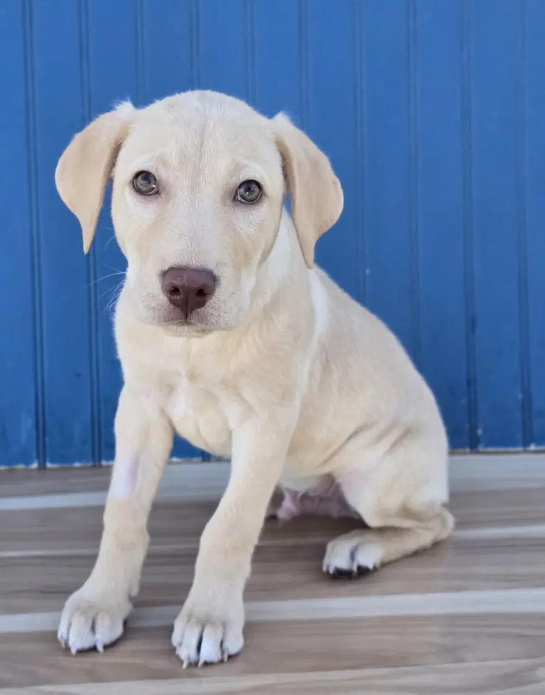 Moe - Labrador Retriever