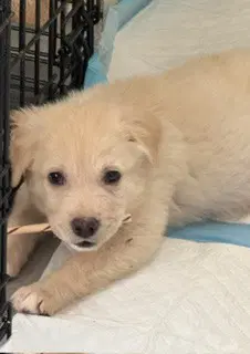 Miny - Labrador Retriever