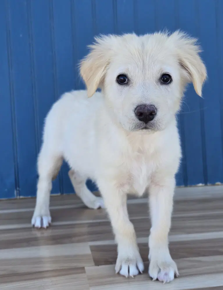 Miny - Labrador Retriever