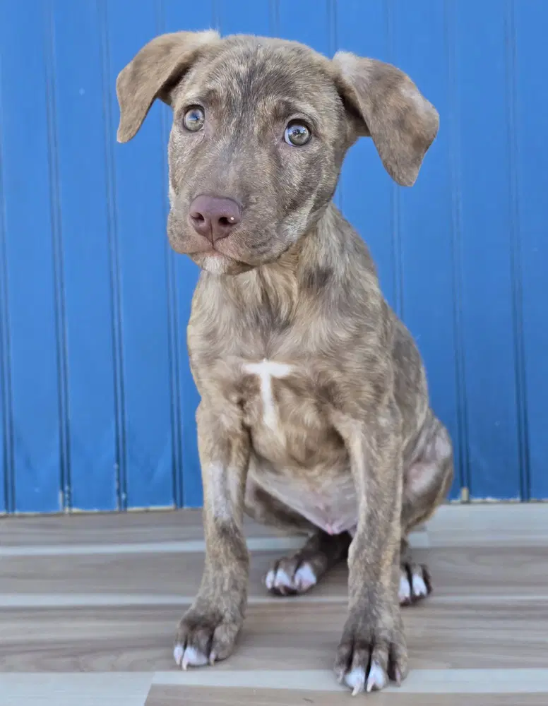 Meeny - Labrador Retriever