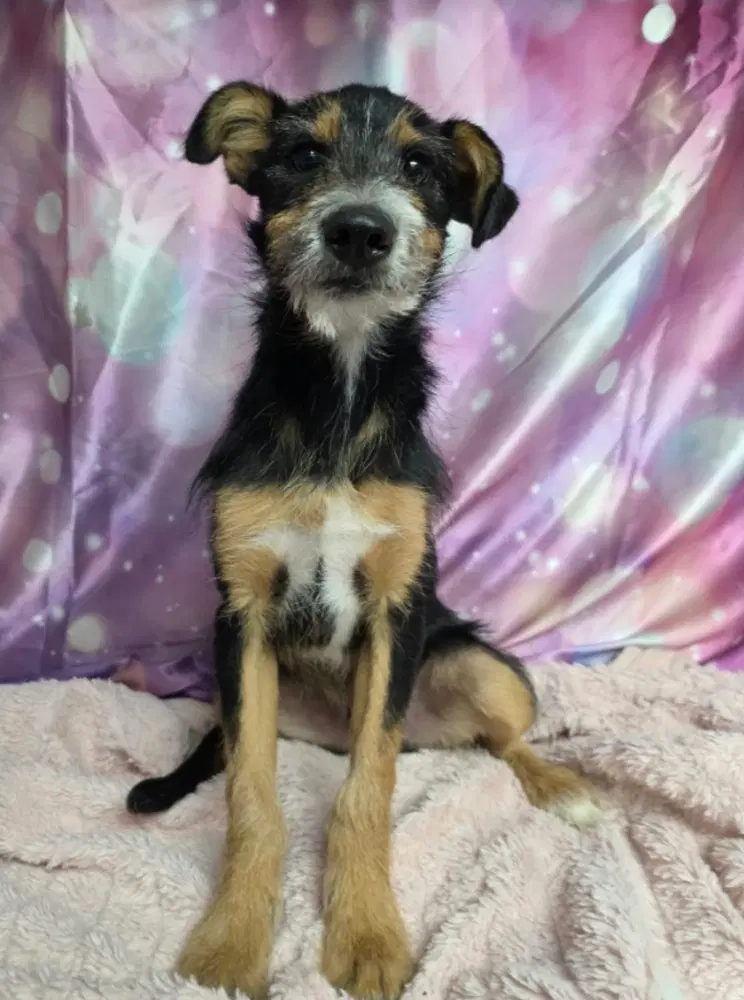 Frizzy - Schnauzer