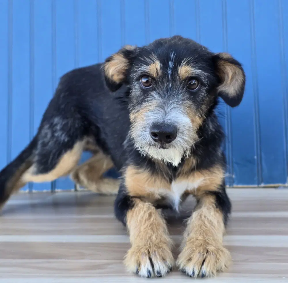 Frizzy - Schnauzer