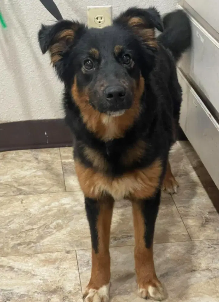 Addy - Australian Shepherd