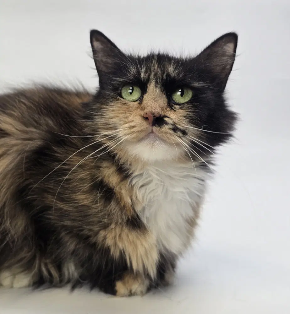 Hoodlepie - Domestic Long Hair