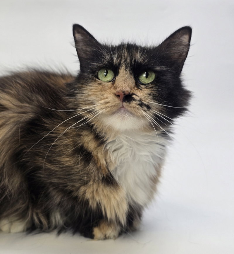 Hoodlepie, an adult female cat up for adoption