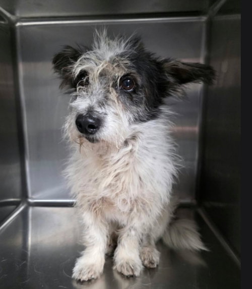 Grey Beard, Cairn Terrier / Mixed