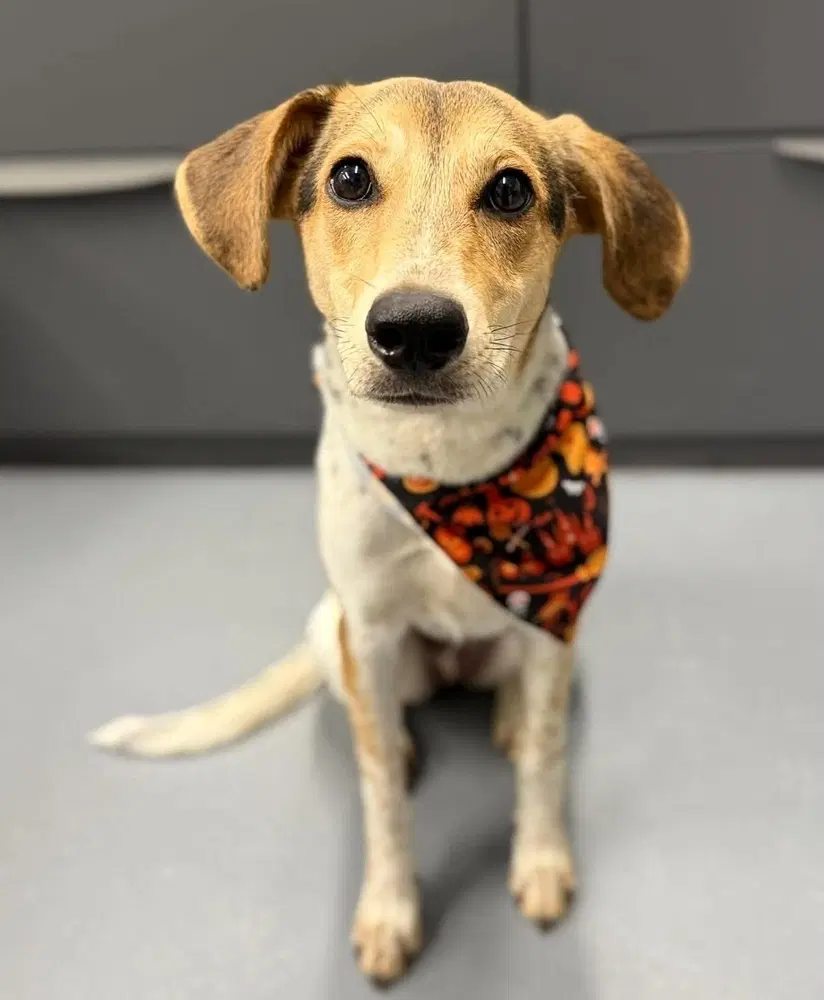 Poppy - Beagle