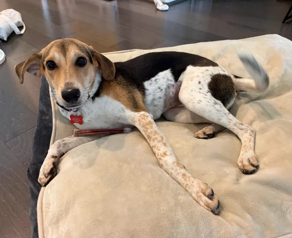 Poppy - Beagle