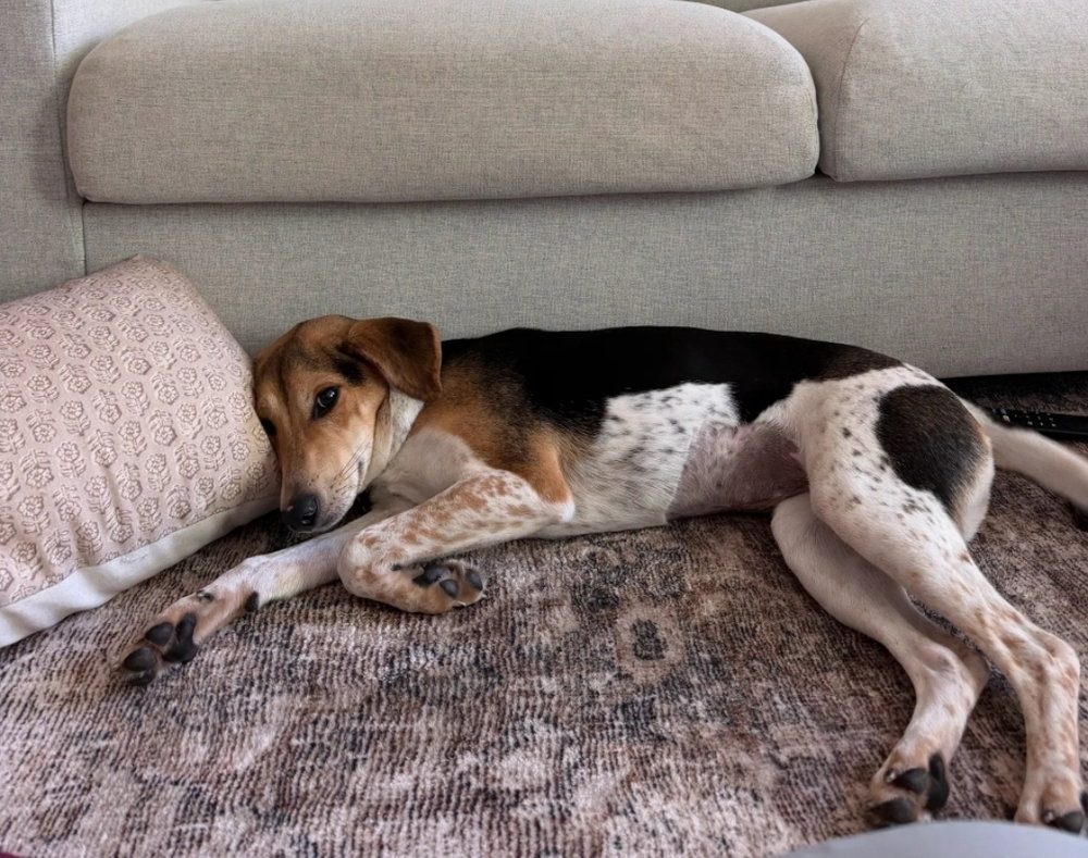 Poppy, photo 3
