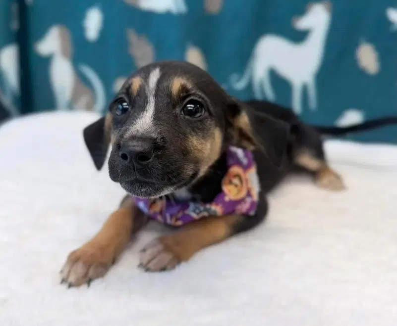 Rye - Beagle