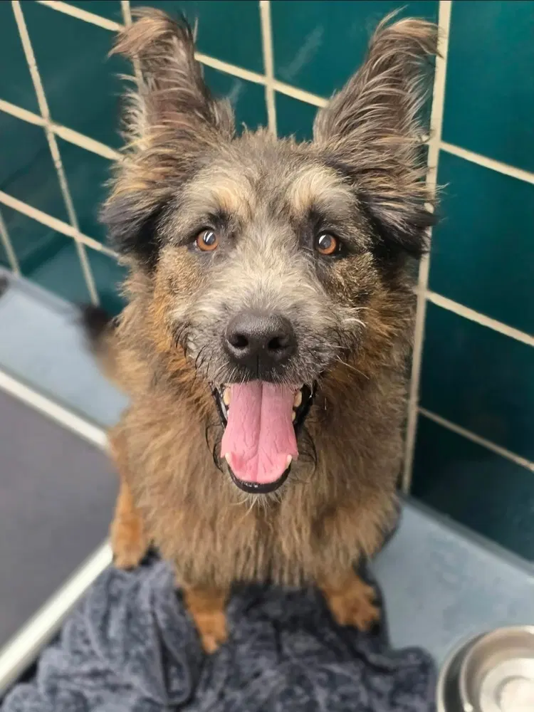 Mac Hw - German Shepherd Dog