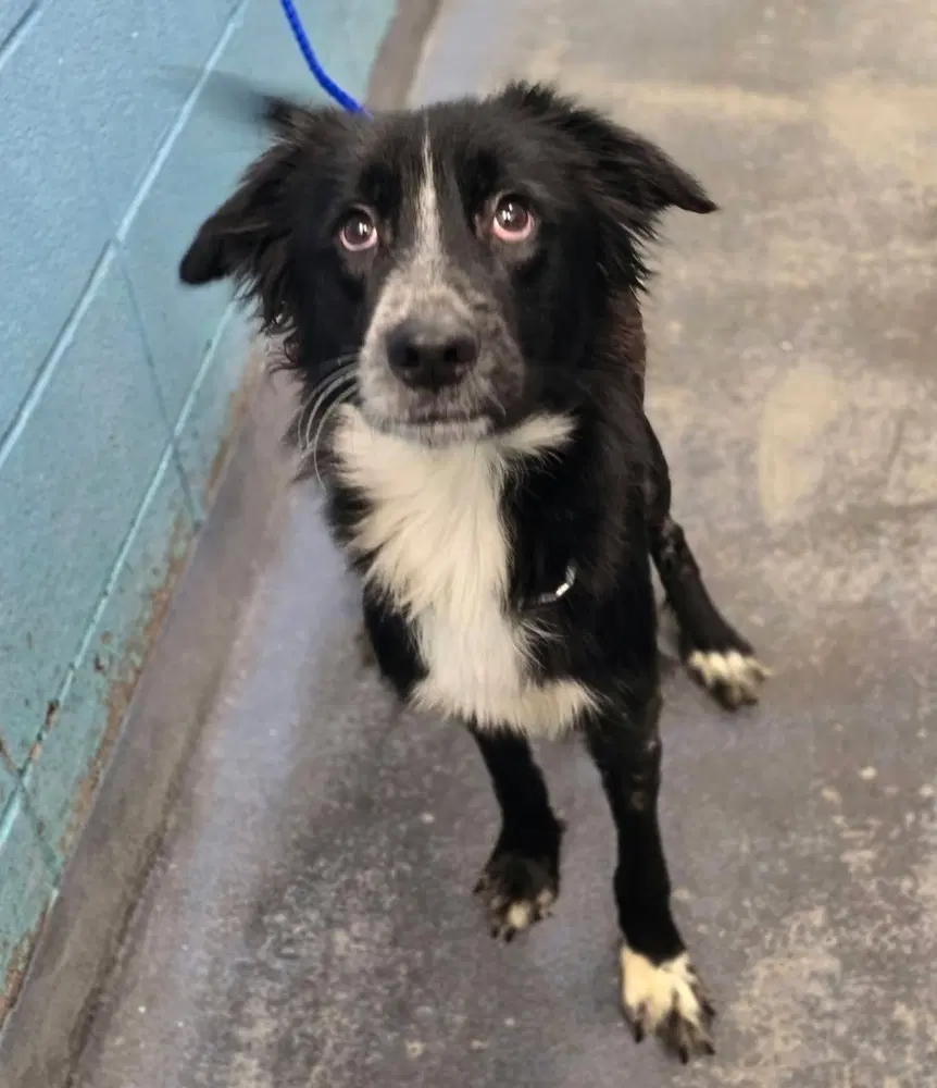 Rocky - Border Collie