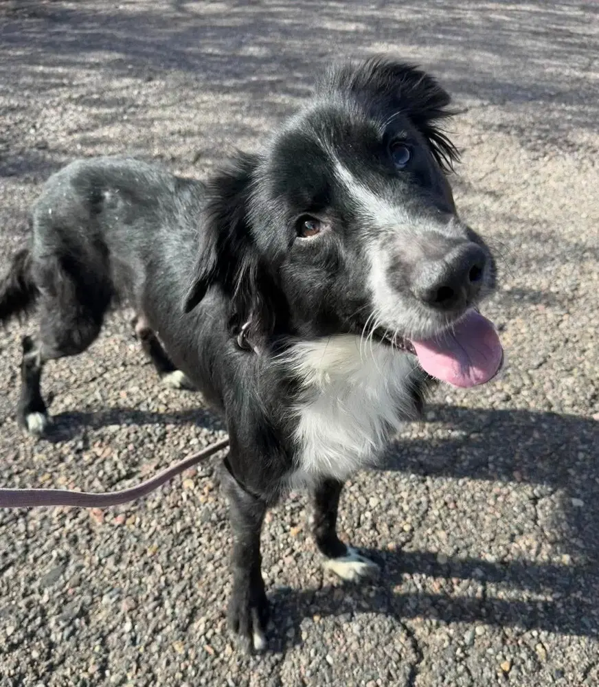 Rocky - Border Collie