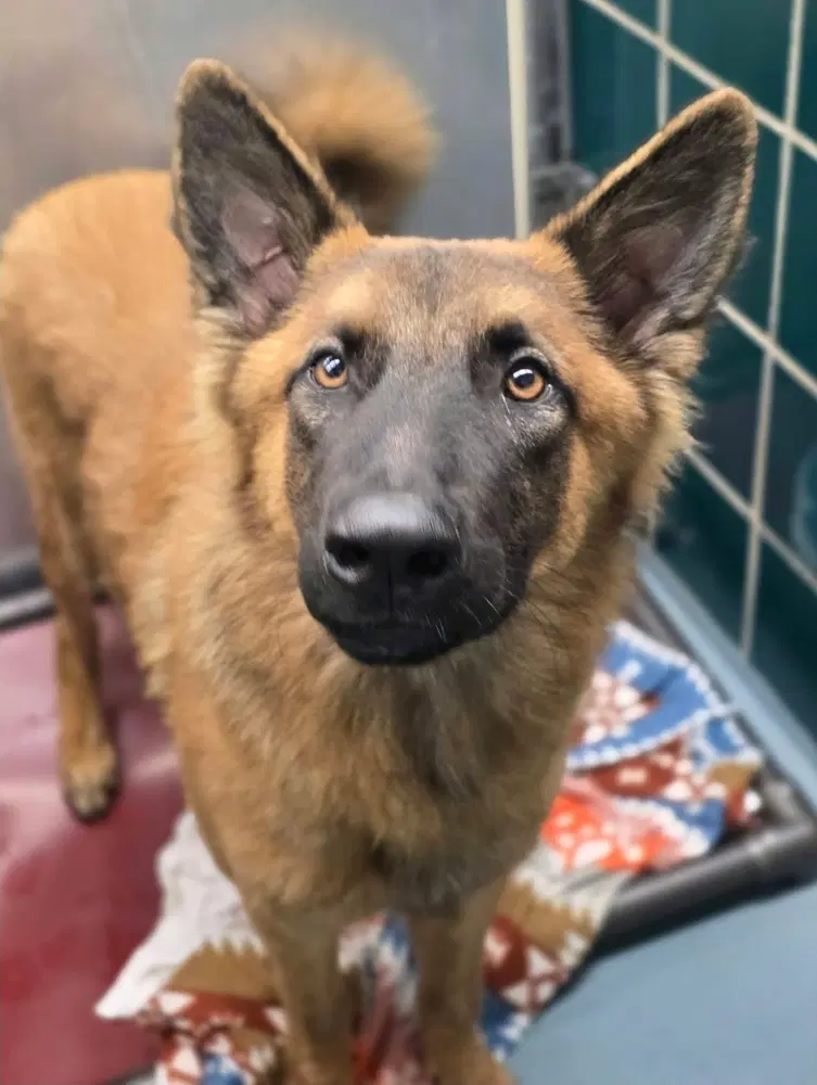 Baxter - German Shepherd Dog