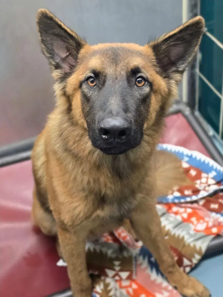Baxter image 2