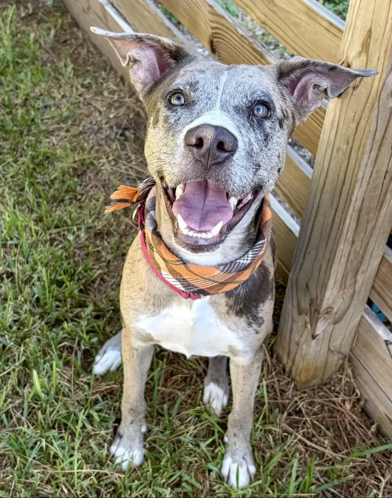 Posh - American Staffordshire Terrier