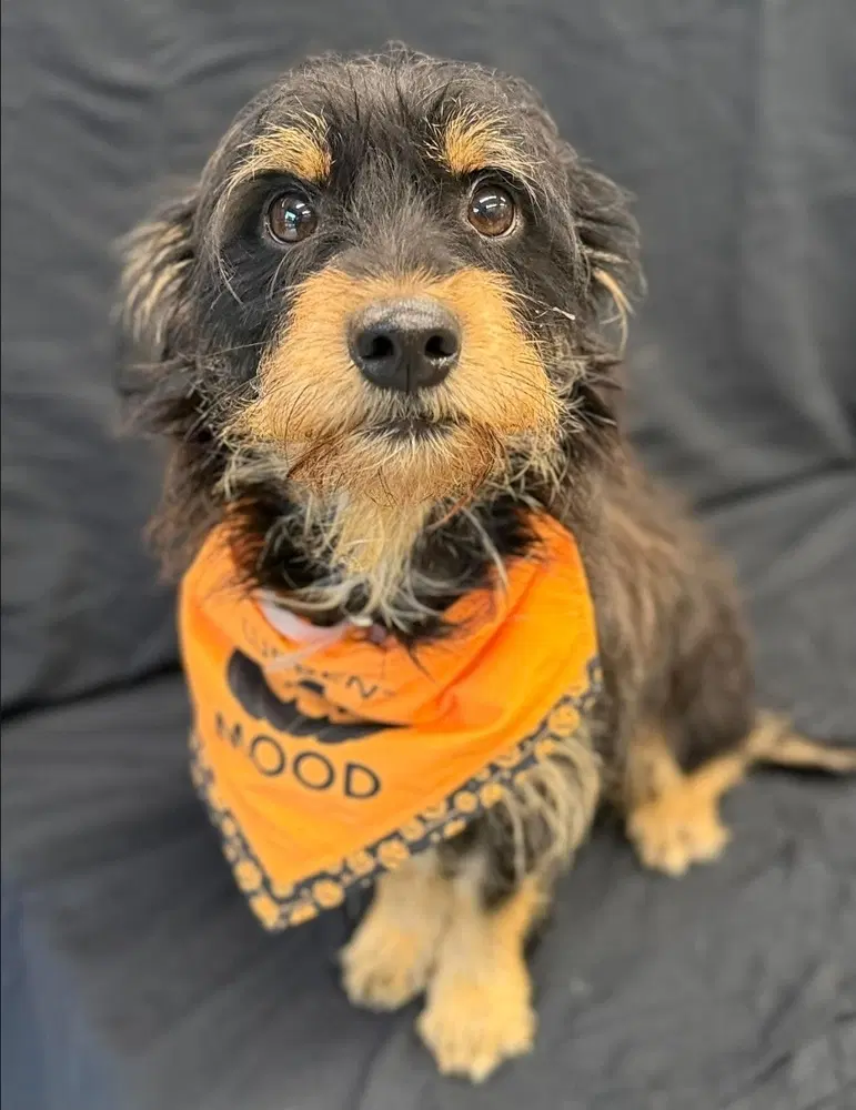 Chocolate - Schnauzer