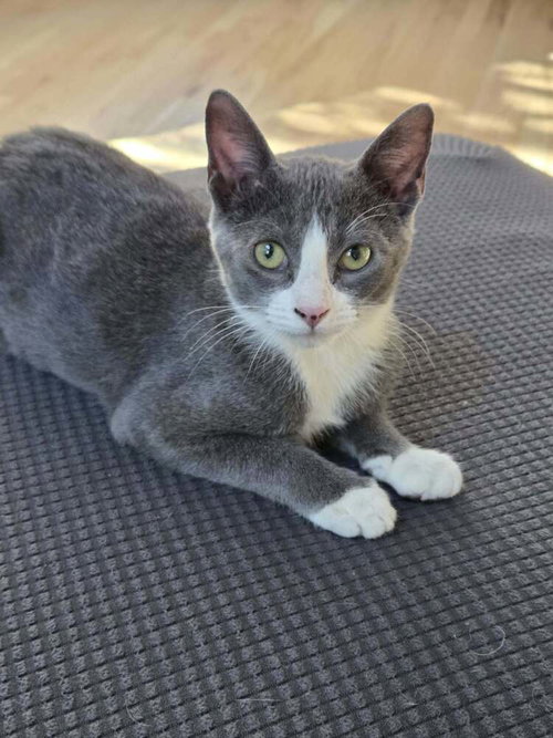 Skeletor, Domestic Short Hair / Mixed