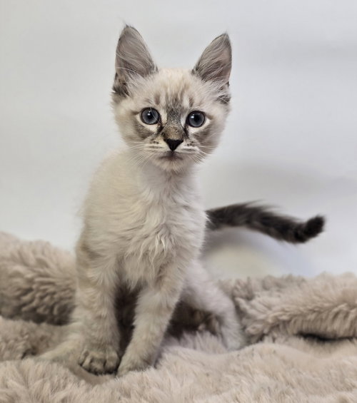 Nixon, Domestic Medium Hair / Mixed
