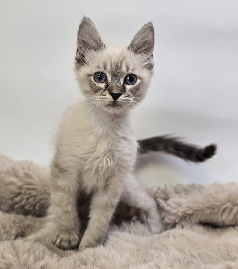 Nixon, a male kitten up for adoption