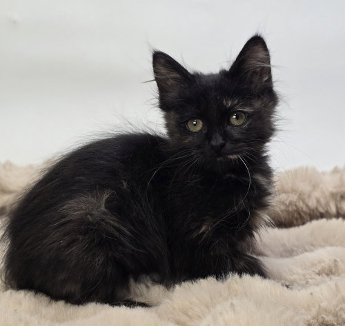 Noris, Domestic Medium Hair / Mixed