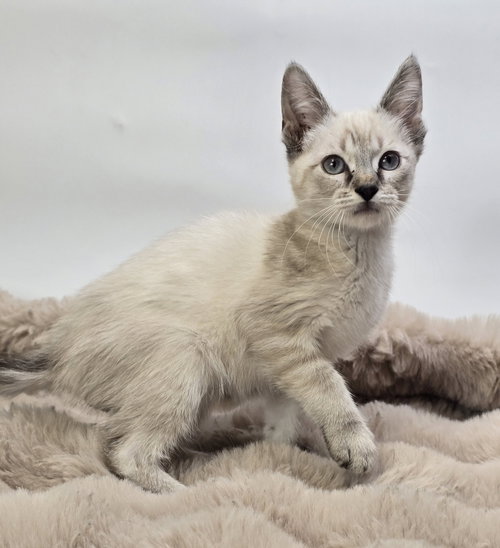 Nomnom, Domestic Short Hair / Mixed